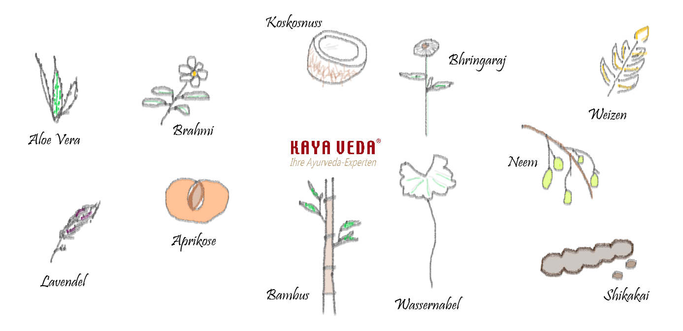Kräuterübersicht Kaya Veda