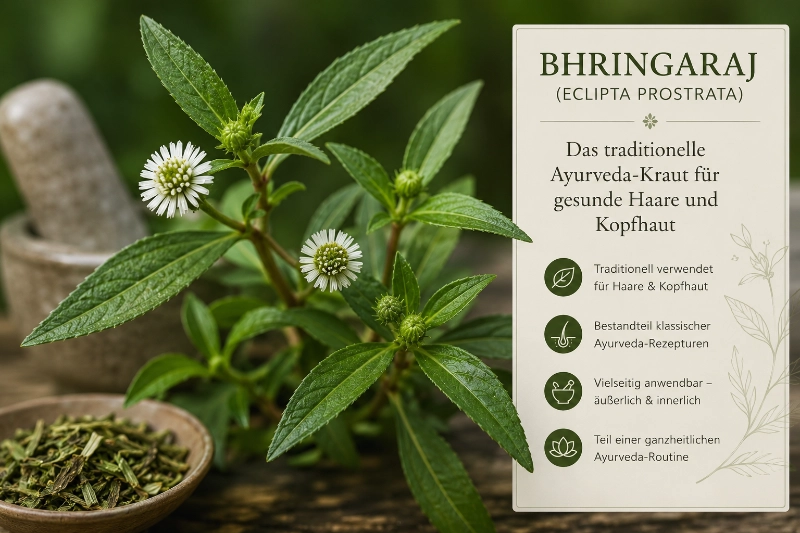 Ayurveda Kraut Bhringaraj traditionelle Haarpflege