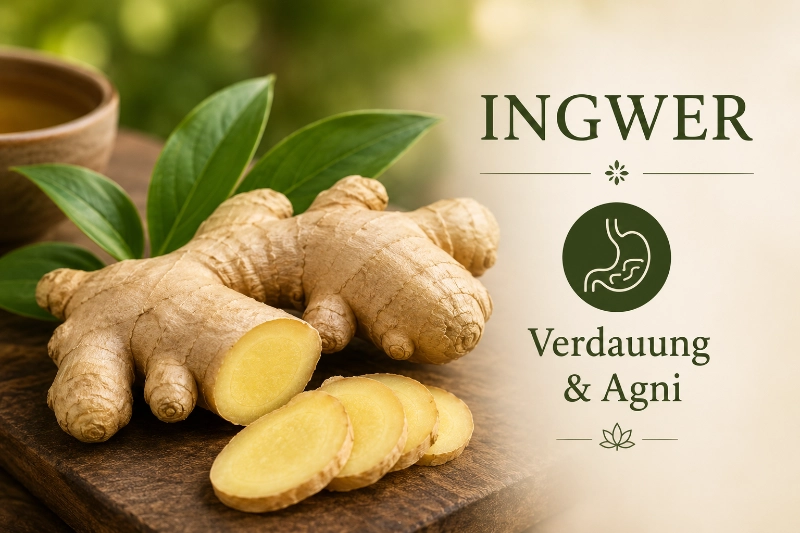 Eine Schlüsselrolle im Ayurveda kommt Ingwer zu. 